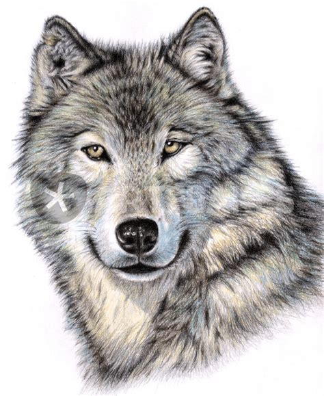 "Siberian Wolf" Drawing art prints and posters by Nicole Zeug - ARTFLAKES.COM