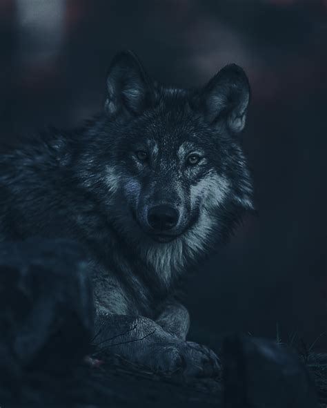 Black Wolf Pack Wallpaper