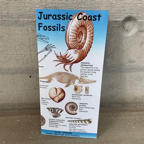 Product of the Week - Jurassic coast fossils guide Today's product of the week is this ...