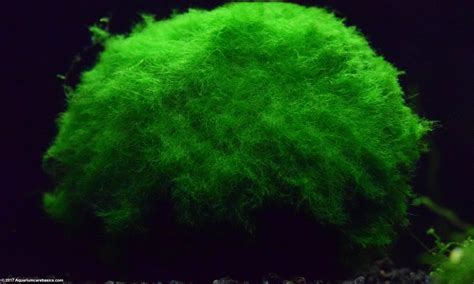 Marimo Moss Ball: Care, Water Parameters & Lighting - Video