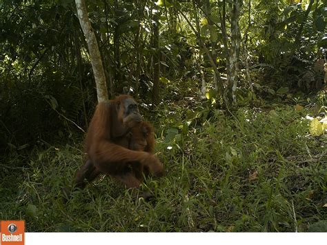 Sumatran Orang-utan Conservation in Gunung Leuser National Park and ...