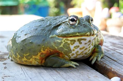 Pixie Frog Care / African Giant Bullfrog (Pyxicephalus Adspersus) – Crestwood Animal Hospital