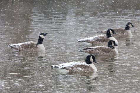 Flock of Canada Goose, Branta Canadensis, in Blizzard Stock Photo - Image of lake, drake: 64261068