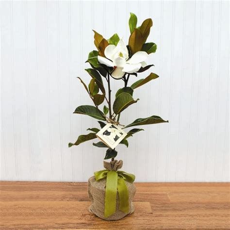 Southern Magnolia Tree - Trees & Seedlings | The Sympathy Store