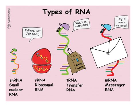 Types of RNA – Fuzzy Synapse