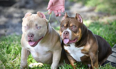 THE FLASHY TRI COLOR AMERICAN BULLY PUPPIES OF VENOMLINE | by BULLY ...