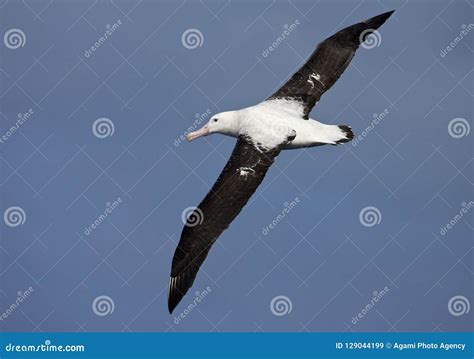 Tristanalbatros; Tristan Albatross; Diomedea Dabbenena Stock Image ...