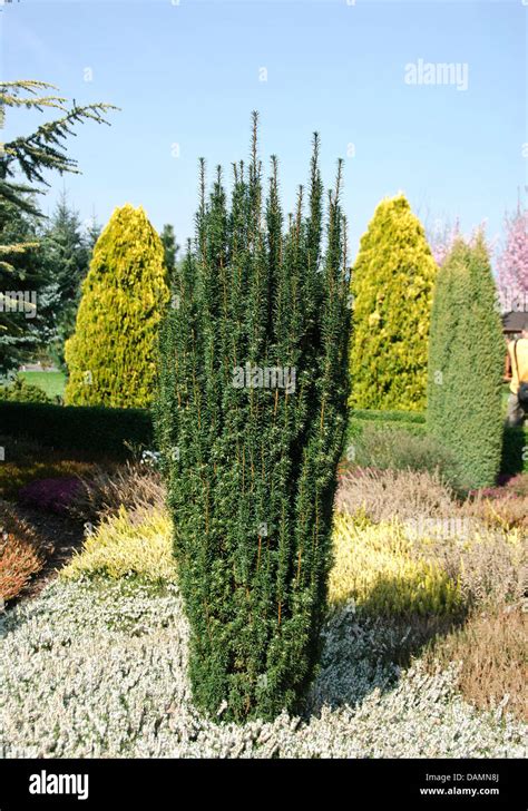 common yew (Taxus baccata 'Fastigiata Robusta', Taxus baccata Stock ...