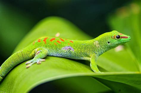 Lizards HD Wallpapers - Top Free Lizards HD Backgrounds - WallpaperAccess