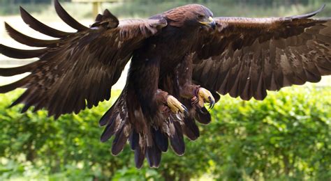 Photo of bald eagle, golden eagle HD wallpaper | Wallpaper Flare