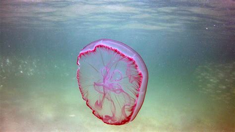 Super-adaptable Jellyfish Are the Real Rulers of the Oceans - Our World