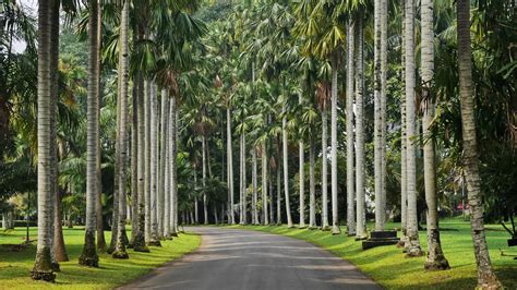 Kebun Raya Bogor - Everything You Need to Know