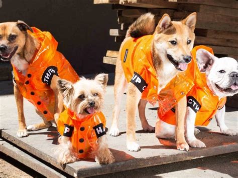 Fashion Brands You Didn't Know Made Dog Clothes - Business Insider