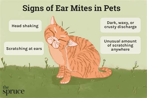 Ear Mites in Cats