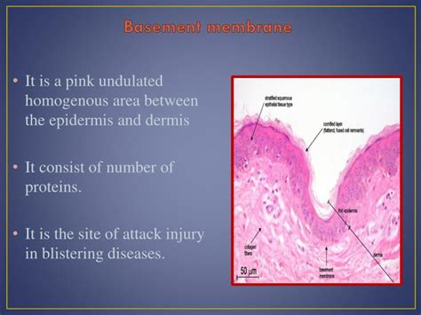 Basal Lamina And Basement Membrane | Porn Sex Picture