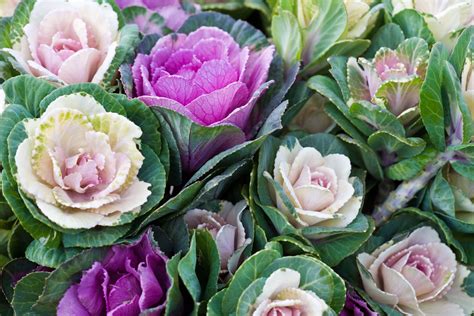 How to Grow and Care for Ornamental Cabbage