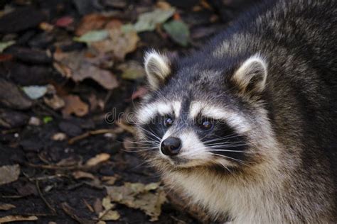 Raccoon Poloskun in Its Natural Habitat Stock Photo - Image of face, eyes: 261812526