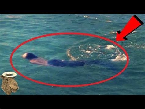 5 Sirenas Captadas En Cámara Y Vistas En La Vida Real - YouTube en 2020 | Sirenas, Sirenas ...