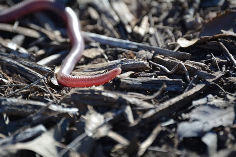 AnliKira: Western Blind Snake ( Leptotyphlops Humilis )