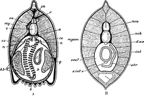 Lancelet Section | ClipArt ETC