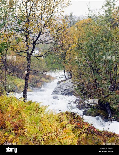 Fall colors in Norway Stock Photo - Alamy