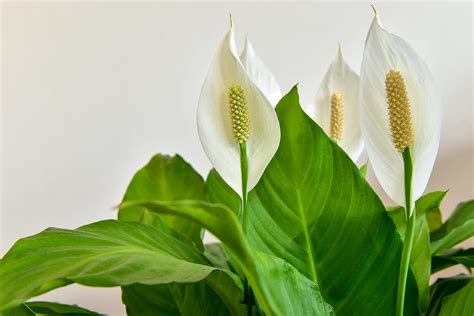 5 Reasons Why Peace Lilies Fail to Bloom | Gardener’s Path