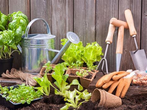 Gardening For Beginners – Starting A Garden At Home The First Time