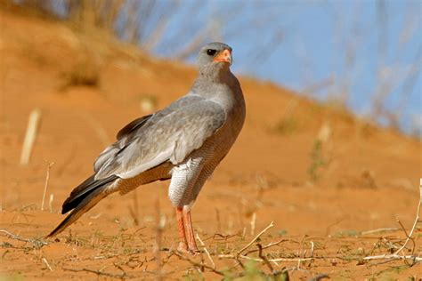 African Birds of Prey & Scavengers - Nature & Wildlife Photography