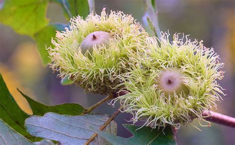 Bur Oak Acorns | Trees to plant, Seed pods, Seeds