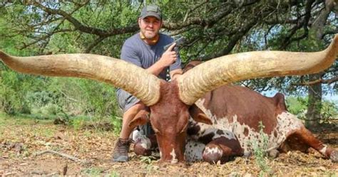 Watusi Cattle Hunting | 18,000 Acres in Texas | OX Ranch