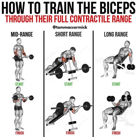 Exercises To Increase Biceps