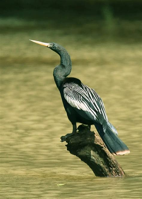 51 Wetlands Birds You Should Know - The Worlds Rarest Birds