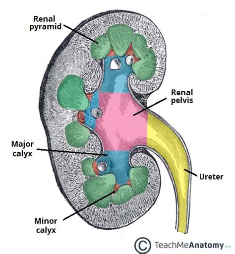 The Kidneys - Position - Structure - Vasculature - TeachMeAnatomy