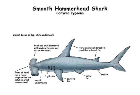 Hiu Martil : Fakta, Evolusi, Spesies, Makanan dan Foto Gambar - JAGAD ID
