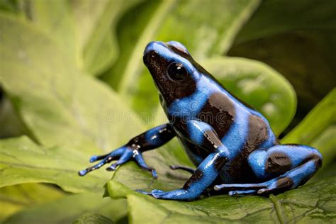 Blue Poison Dart Frog Exotic Pet Amphibian Stock Photo - Image of black, beautiful: 21943000