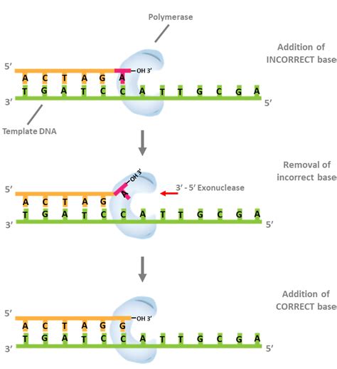 Dna Polymerase 3 Function In Dna Replication - cloudshareinfo