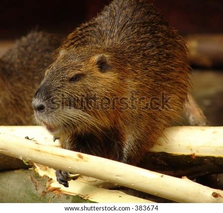 Beaver Eating Wood Stock Photo 383674 : Shutterstock