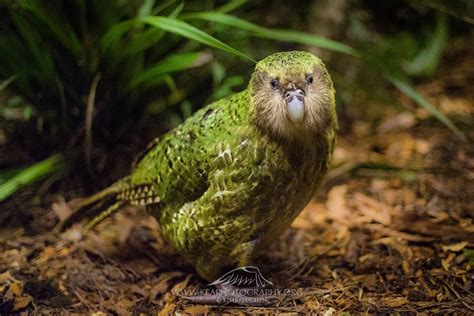 Endangered Kakapo, New Zealand | Kea Photography