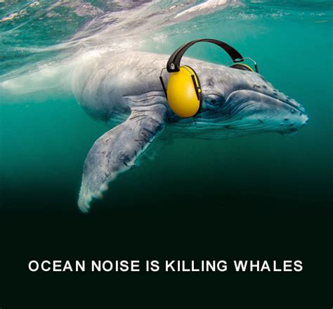 Ocean noise threatens ocean ecosystems from zooplankton to whales