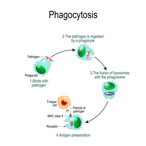 [DIAGRAM] Diagram Of A Phagocyte - MYDIAGRAM.ONLINE