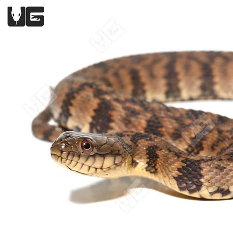 Diamondback Water Snake For Sale - Underground Reptiles