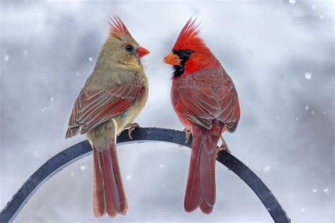 Viral Facebook Post Shares Photos Of Rare Half-Male, Half-Female Cardinal | iHeart