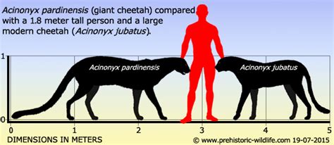 Caturday Special: The Giant Cheetah, Acinonyx pardinensis – We Lack Discipline