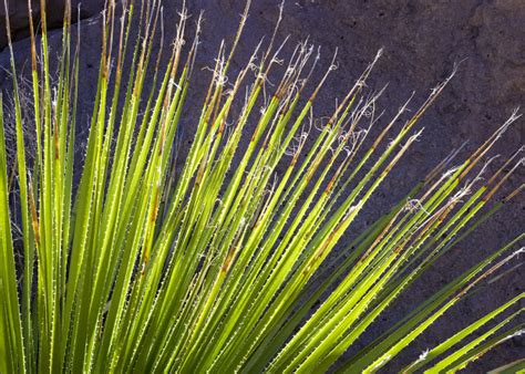 Plants for Urban Spaces - T-Y Nursery