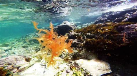 Snorkeling in Cayo Santa Maria island, Cuba - YouTube