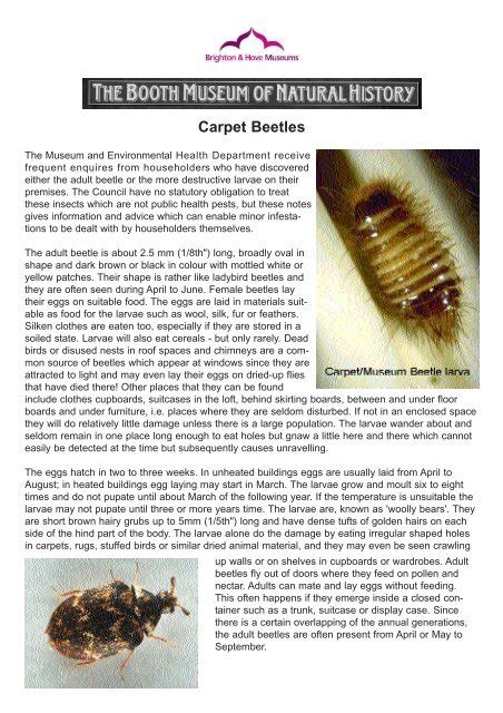 Carpet Beetles Infestation Treatment | Review Home Co