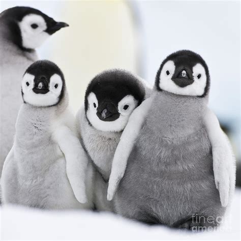 Emperor Penguin Chicks #1 Photograph by Jean-Louis Klein and Marie-Luce ...