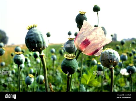 Opium Papaver Poppy Seed Drugs Drug War Flower Stock Photo - Alamy