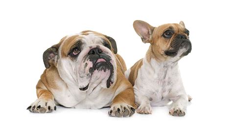 Best French Bulldog Vs English Bulldog Learn more here | bulldogs