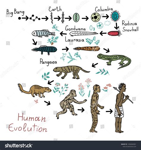 Human Evolution Timeline Vector Illustration: เวกเตอร์สต็อก (ปลอดค่าลิขสิทธิ์) 1456084901 ...